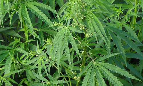 Spare The Rod And Spoil The Child : Why India Is Not Yet Ready To Decriminalize Cannabis?