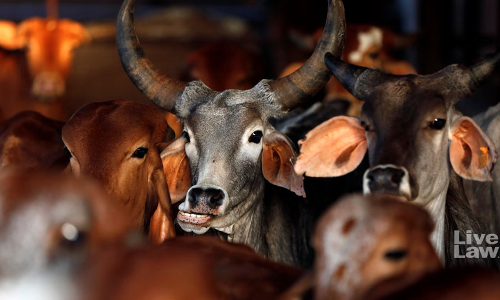 Orissa High Court Expresses Concern Over Illegal Cow Slaughter, Directs State To Appoint Competent Authority Under Slaughter Prevention Act