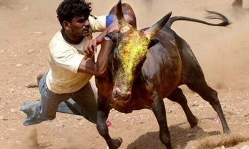 Supreme Court Constitution Bench To Hear Pleas Challenging Constitutionality of Laws Permitting Jallikattu From Nov 23