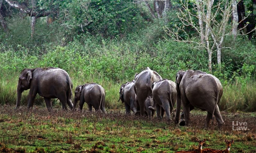 Bombay High Court To Suo Moto Analyze Rights Of Wild Animals In Human Dominated Society, Takes Cognizance Of Gadchiroli Elephants Shifting To Zoo