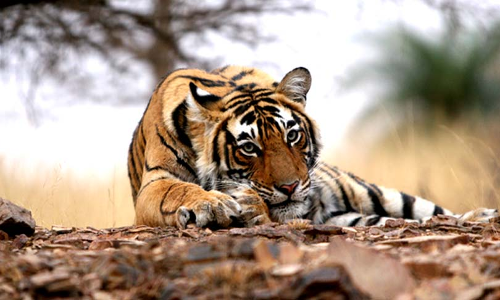 MP High Court Asks Centre, State To Inform On Preventive Steps Taken Over Tiger Deaths In Kanha National Park MP High Court Asks Centre, State To Inform On Preventive Steps Taken Over Tiger Deaths In Kanha National Park
