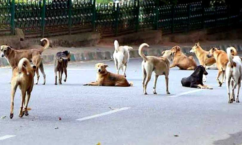 Plea In Supreme Court Challenges Bombay HC Decision Prohibiting Public Feeding Of Stray Dogs Plea In Supreme Court Challenges Bombay HC Decision Prohibiting Public Feeding Of Stray Dogs