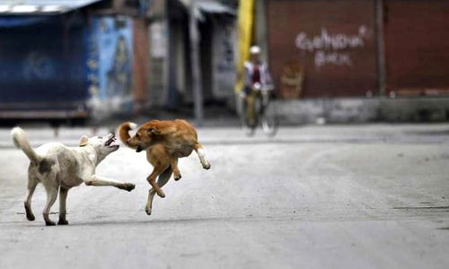Humans & Animals Should Co-Exist: Kerala High Court To Constitute Interim Committee To Curb Stray Dog Attacks