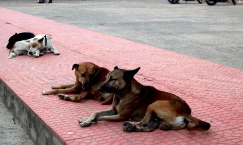 Growing Stray Dog Population Root Of Problem, Aggressively Implement Sterilisation Programme: Bombay High Court To Maharashtra