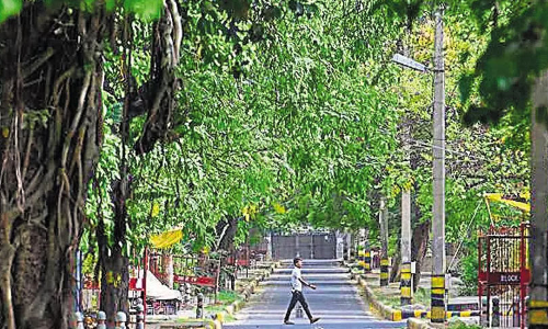 Uttarakhand High Court Vacates Stay On Cutting Of Trees For Construction Of Sahastradhara Road; Directs Govt To Transplant Trees