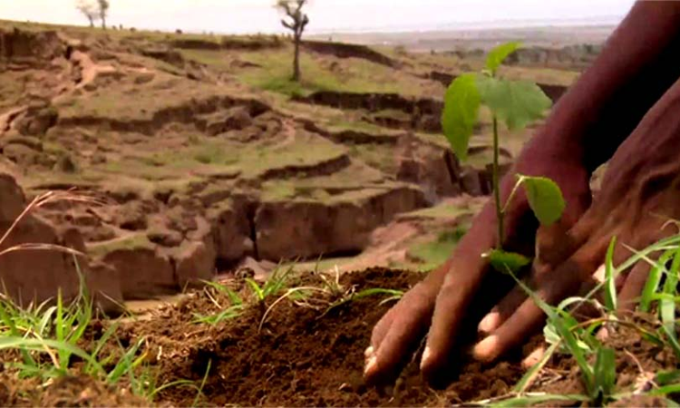 Irreplaceable Ecological Value: Kerala High Court Allows Road-Widening To Kannur Temple On Conditions Including Afforestation With 400 Trees Irreplaceable Ecological Value: Kerala High Court Allows Road-Widening To Kannur Temple On Conditions Including Afforestation With 400 Trees