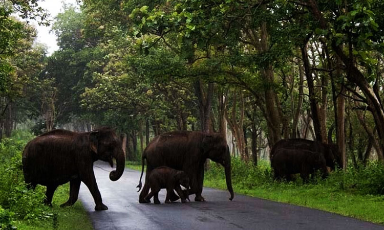 Supreme Court Forms Committee To Oversee Transfer/Import Of Wild Animals In India