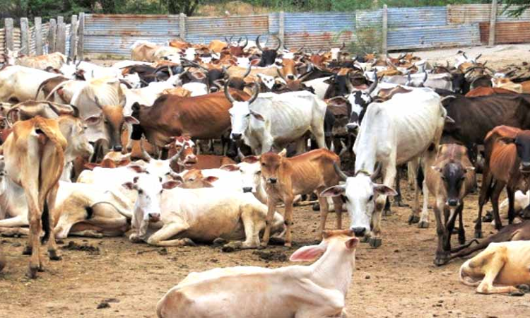 Guidelines Needed To Ensure Ethical Treatment Of Animals Even If They Are Raised For Human Consumption: Madras High Court