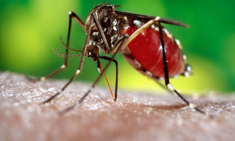 High Court Seeks Response Of Delhi Govt, NDMC In Plea Seeking Action Plan To Control Dengue Outbreak, Door To Door Awareness Campaign High Court Seeks Response Of Delhi Govt, NDMC In Plea Seeking Action Plan To Control Dengue Outbreak, Door To Door Awareness Campaign