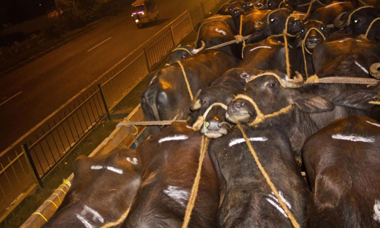 Rajasthan High Court Directs State To Affix Reflectors On All Animal Carts, Deal Strictly With Persons Riding Sans Proper Safety Measures Rajasthan High Court Directs State To Affix Reflectors On All Animal Carts, Deal Strictly With Persons Riding Sans Proper Safety Measures