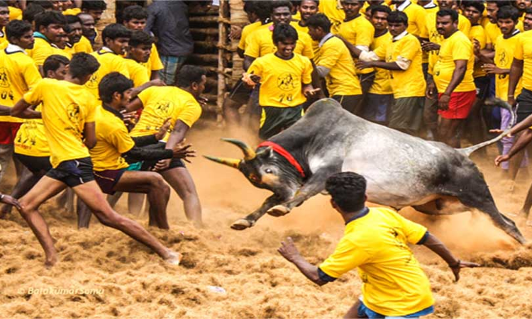 Cant Allow Individual Requests To Hold Jallikattu, State Already Conducting Festival: Madras High Court Cant Allow Individual Requests To Hold Jallikattu, State Already Conducting Festival: Madras High Court
