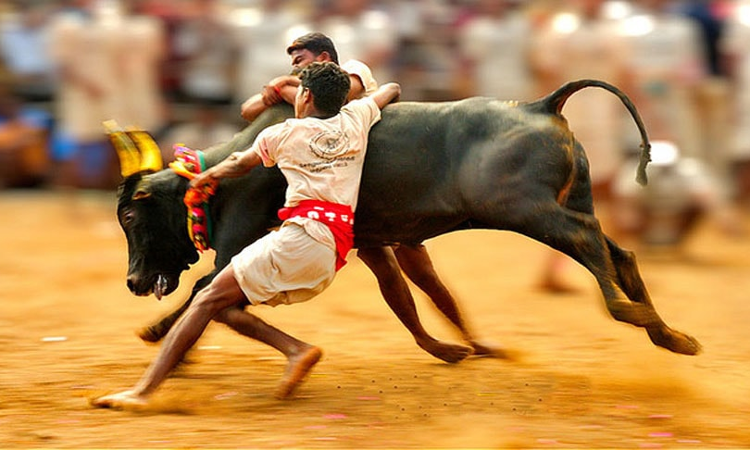 Madras HC Frames Guidelines For Conducting Jallikettu [Read Order]