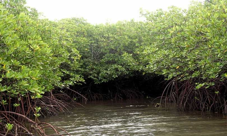 Authorities Must Prevent Unauthorised Constructions: Kerala High Court Orders Restoration Of Mangrove In Kunhimangalam