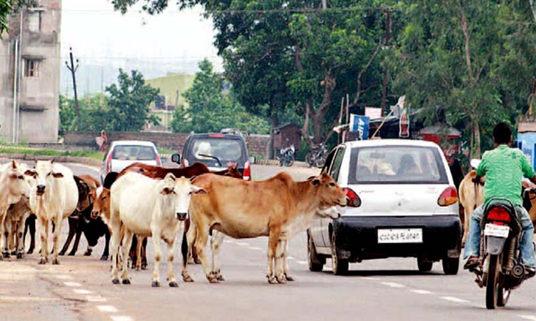 Karnataka Brings Ordinance To Ban Slaughter Of All Cattle Except Buffalo Aged Above 13 Years - Read Ordinance Karnataka Brings Ordinance To Ban Slaughter Of All Cattle Except Buffalo Aged Above 13 Years - Read Ordinance