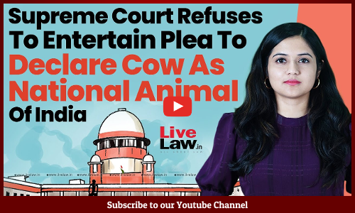 Supreme Court Refuses To Entertain Plea To Declare Cow As National Animal Of India [VIDEO]
