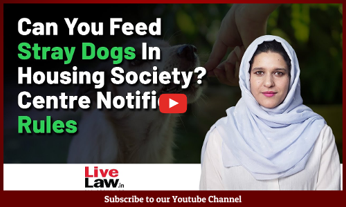 Can You Feed Stray Dogs In Housing Society? Centre Notifies Rules[VIDEO]